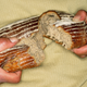Illustration for article titled The grain attraction: Baking bread can be as easy (or as difficult) as you make it